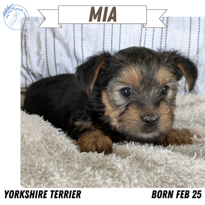 YORKSHIRE TERRIER (02/25) FEMALE