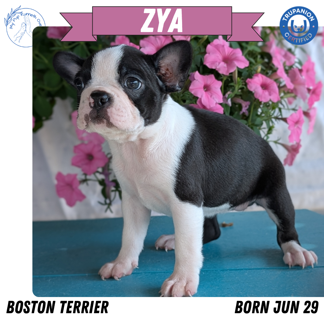 BOSTON TERRIER (06/29) FEMALE