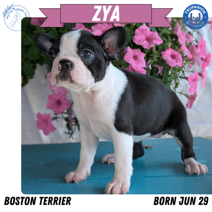BOSTON TERRIER (06/29) FEMALE
