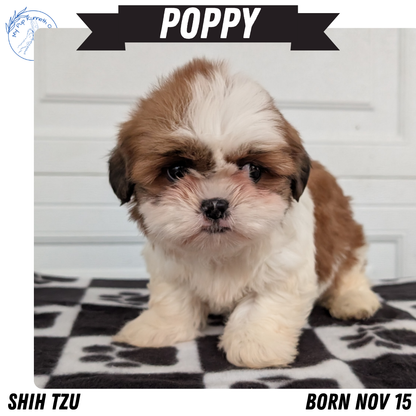 SHIH TZU (NOV 15) FEMALES