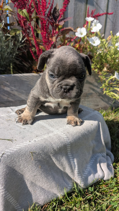 FRENCH BULLDOG (07/03) MALE