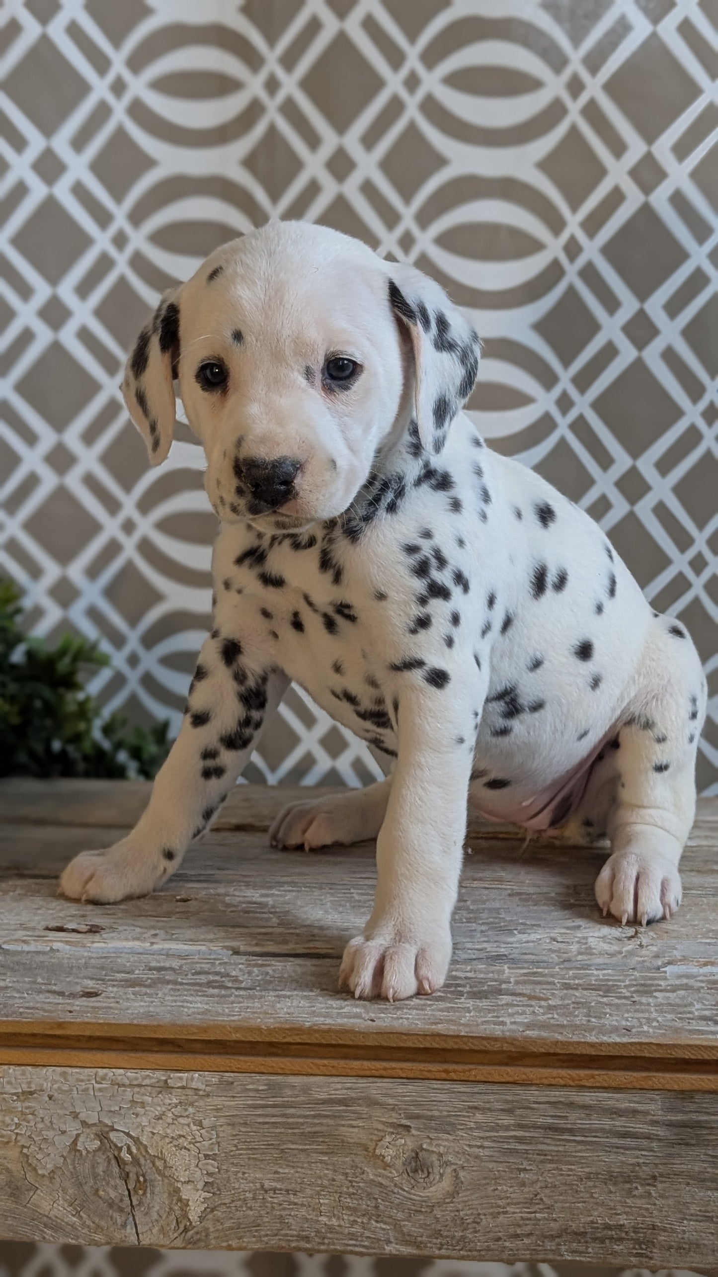 DALMATIAN (FEB 06) FEMALES