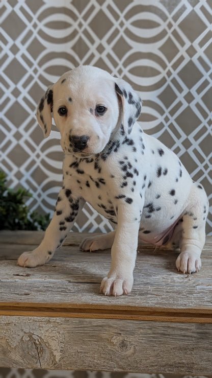 DALMATIAN (FEB 06) FEMALES