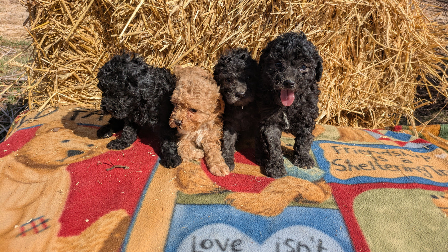 TOY POODLE (02/01) MALE