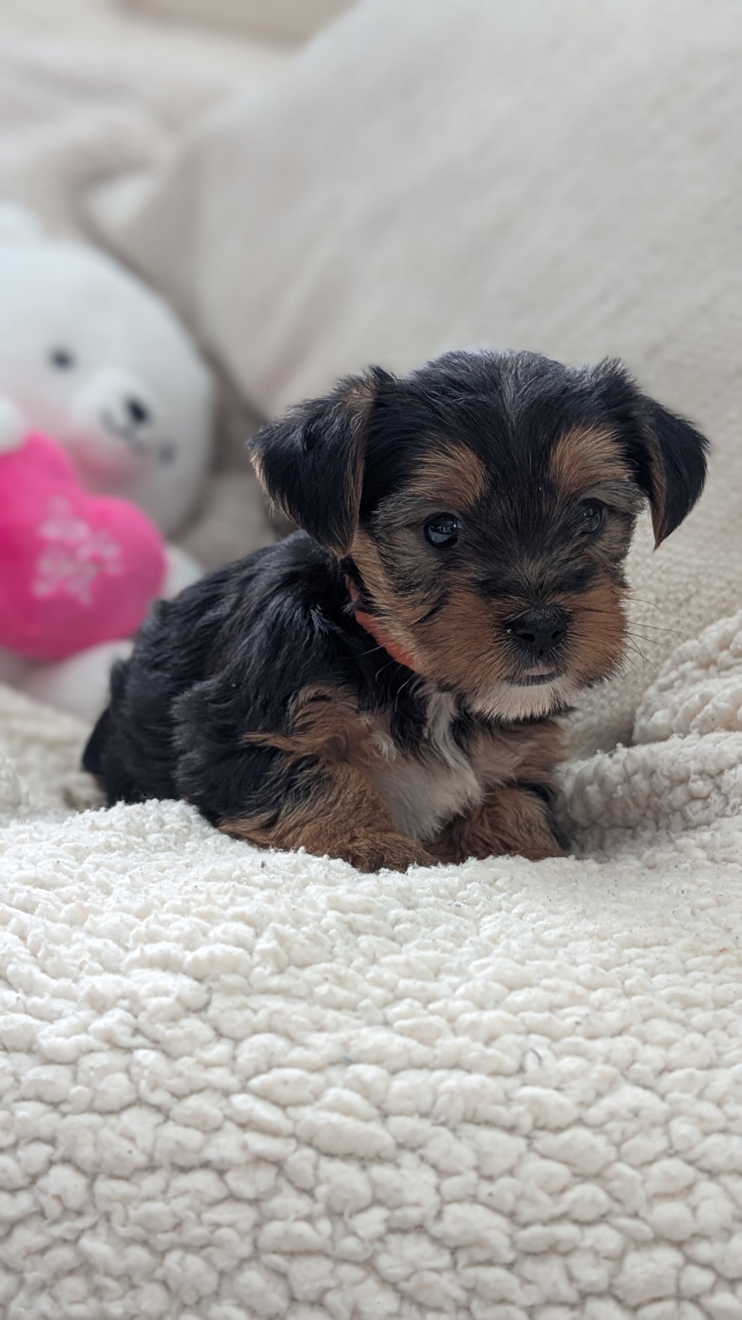 YORKSHIRE TERRIER (DEC 24) MALES