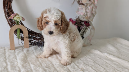 MINI POODLE (JUN 01) FEMALES
