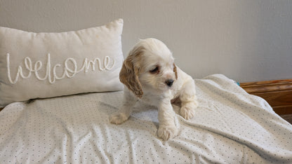 COCKER SPANIEL (02/14) FEMALE