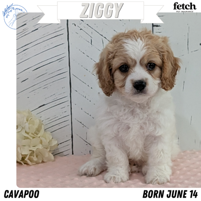 CAVAPOO (JUN 14) MALES