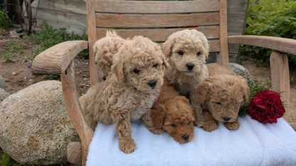MINI POODLE (03/30) MALE