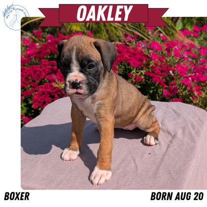 BOXER (08/20) FEMALE