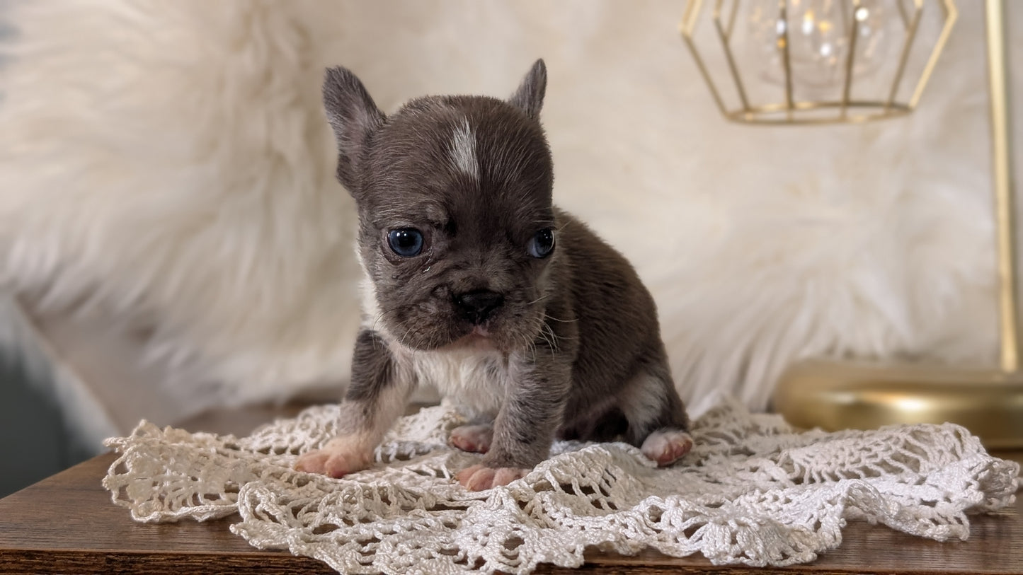 FRENCH BULLDOG (FEB 14) FEMALE