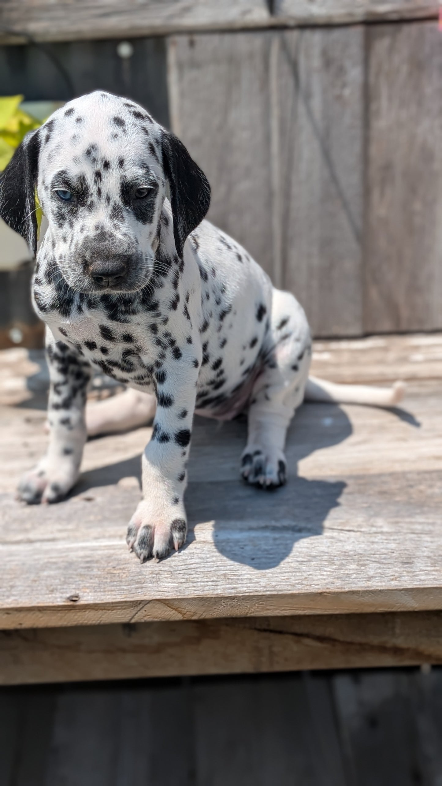 DALMATIAN (06/09) FEMALE