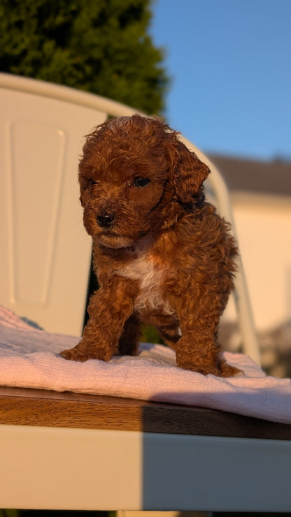 MINI POODLE (MAY 12) FEMALES
