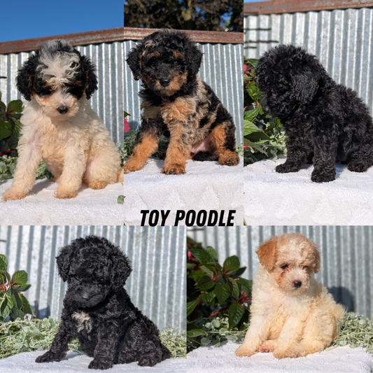 TOY POODLE (07/06) FEMALE