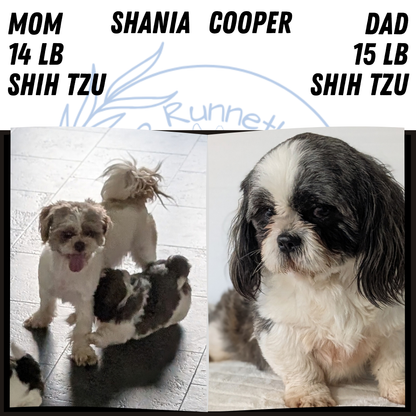 SHIH TZU (AUG 17) 2 FEMALES/3 MALES