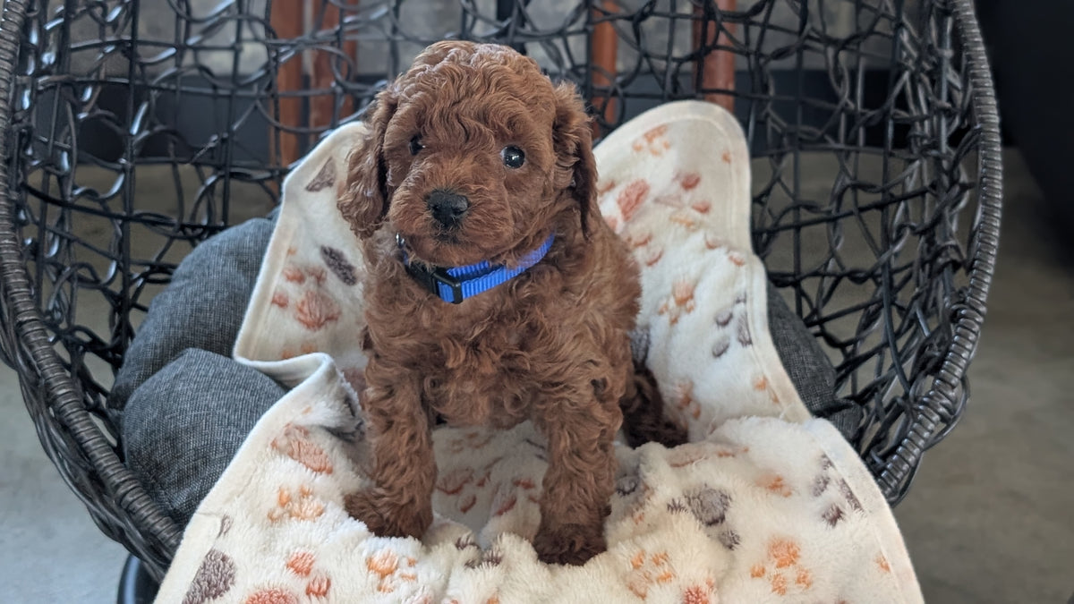 TOY POODLE (SEP 10) 4 MALES/2 FEMALES