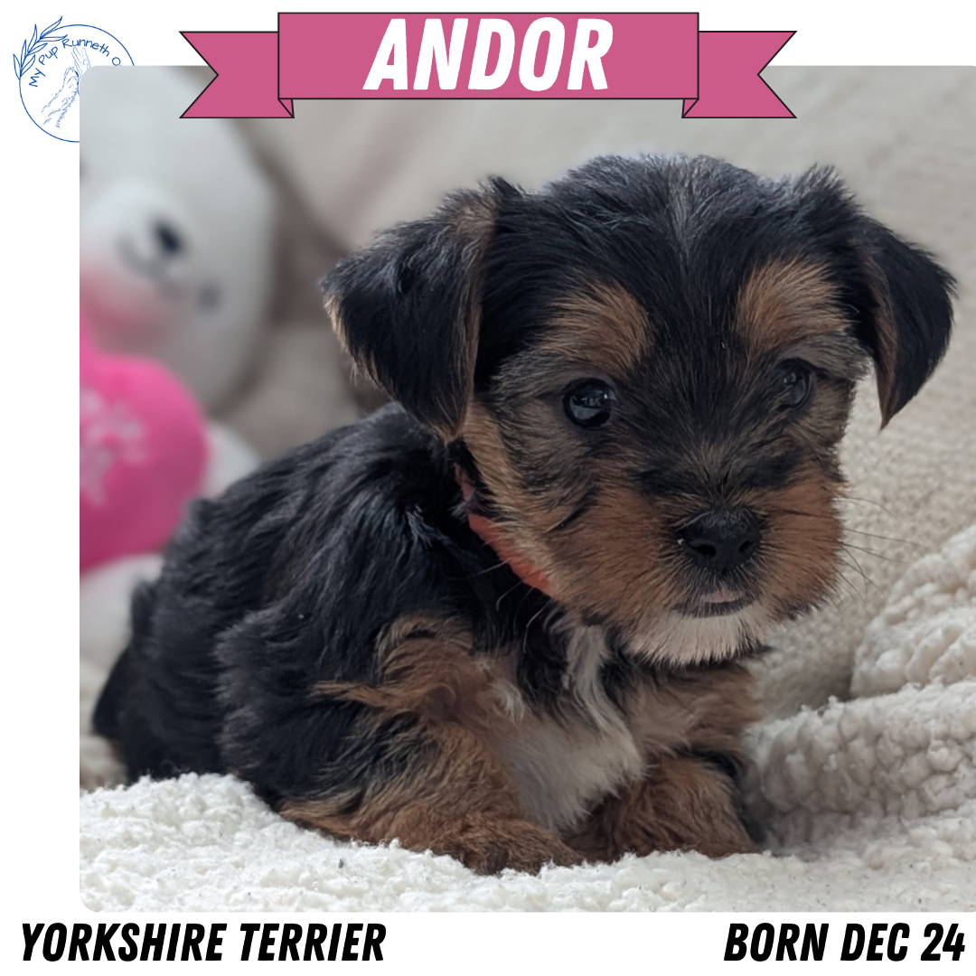 YORKSHIRE TERRIER (DEC 24) MALES
