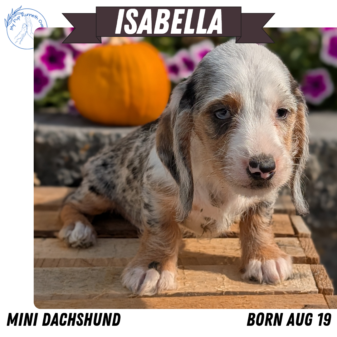 MINI DACHSHUND (08/19) FEMALE