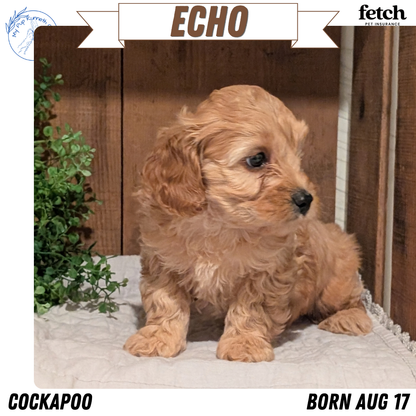 COCKAPOO (AUG 17) 3 FEMALES/1 MALE