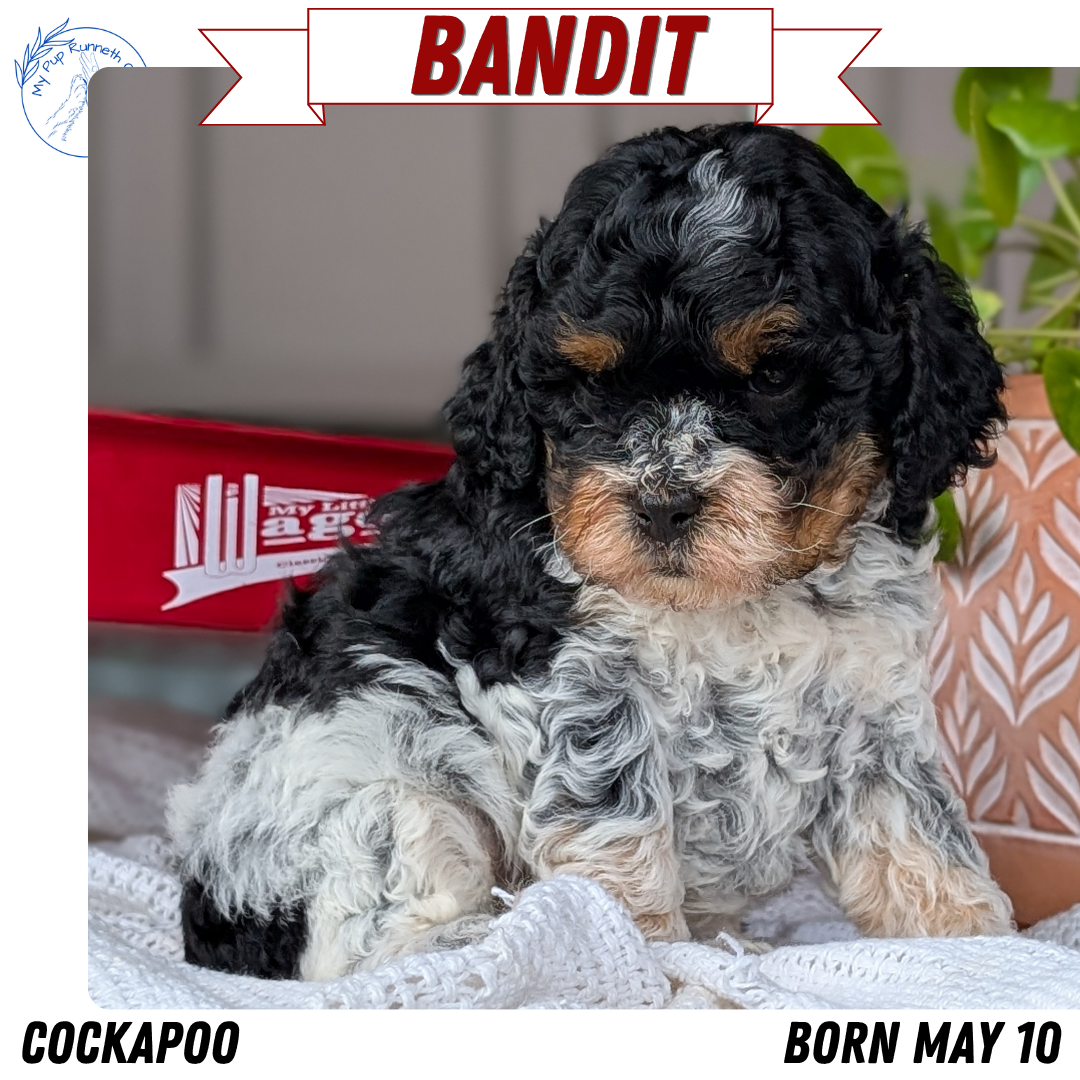 COCKAPOO (MAY 10) MALES