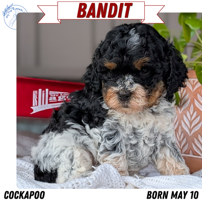 COCKAPOO (MAY 10) MALES