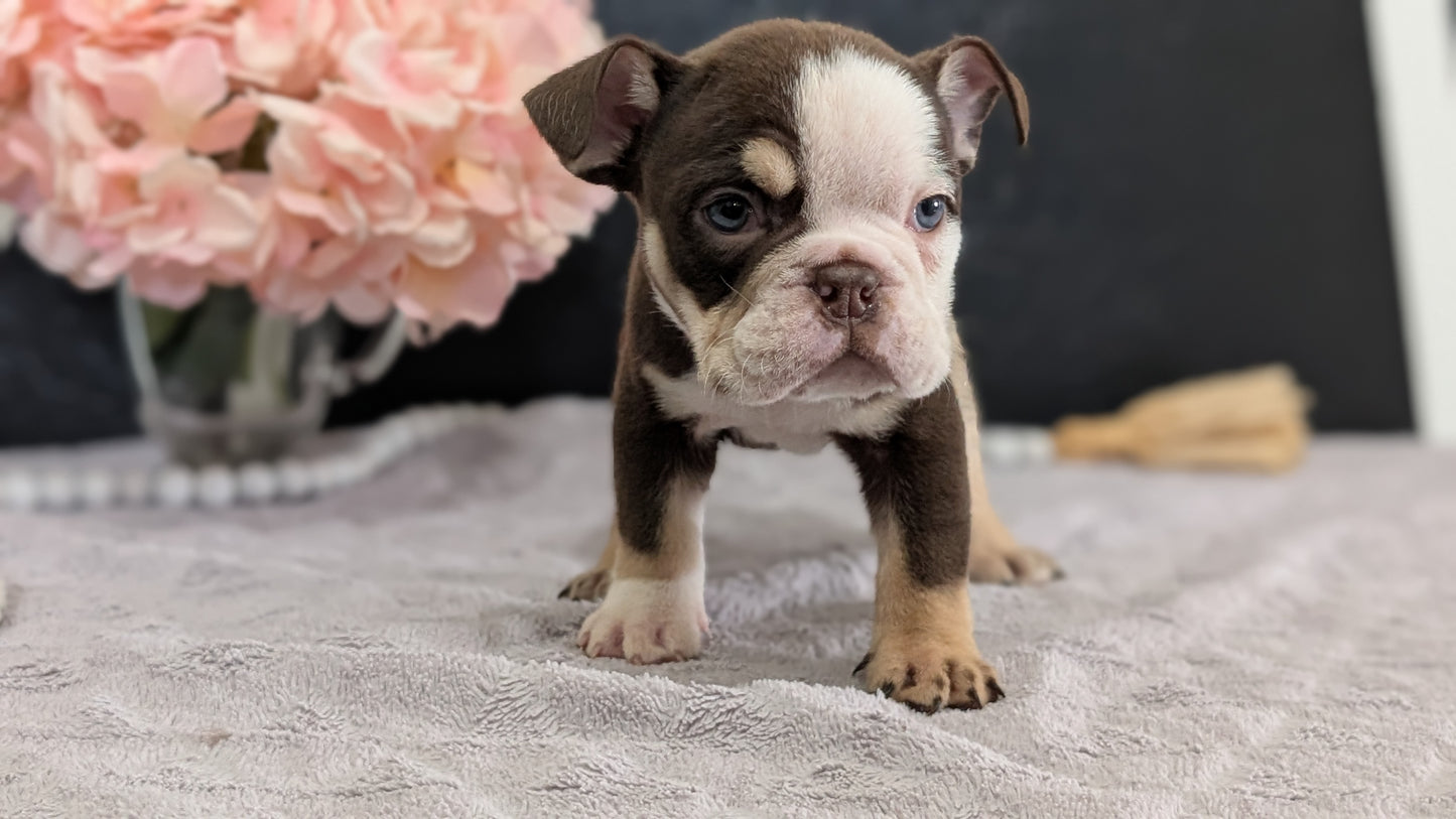 ENGLISH BULLDOG (FEB 09) MALES