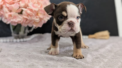 ENGLISH BULLDOG (FEB 09) MALES