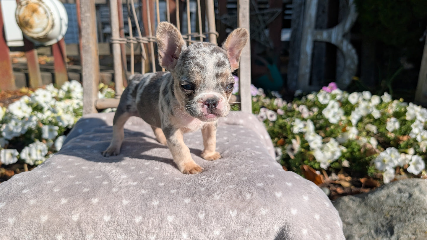 FRENCH BULLDOG (07/29) FEMALE
