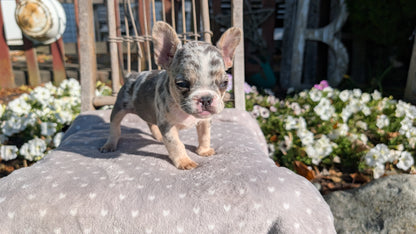 FRENCH BULLDOG (07/29) FEMALE