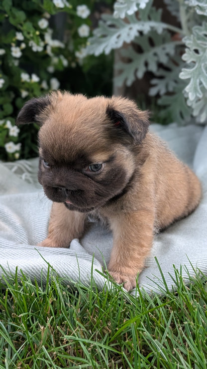 FRENCH BULLDOG (MAY 26) FEMALE