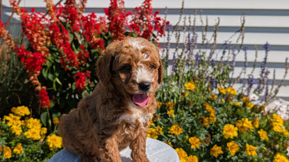 MINI GOLDENDOODLE (08/15) MALE