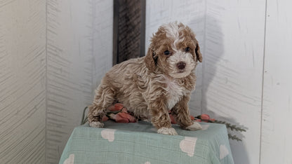 COCKAPOO (FEB 04) FEMALES