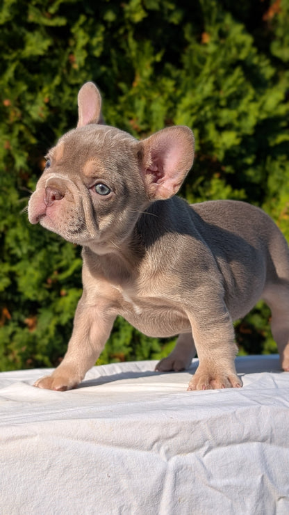 FRENCH BULLDOG (AUG 22) 3 MALES/1 FEMALE