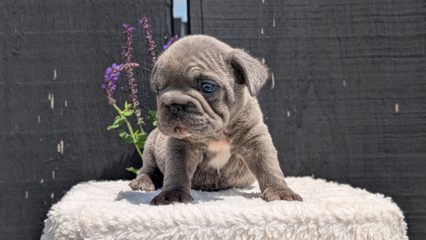 FRENCH BULLDOG (APR 24) MALES