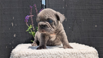 FRENCH BULLDOG (APR 24) MALES