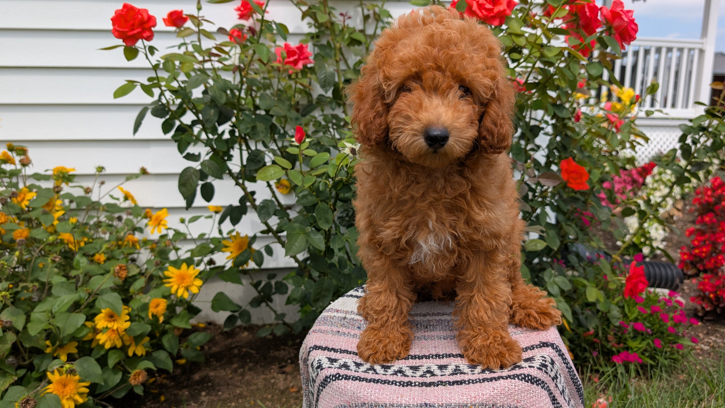 TOY POODLE (05/08) MALE