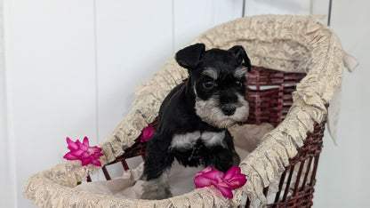 MINI SCHNAUZER (JAN 10) FEMALES