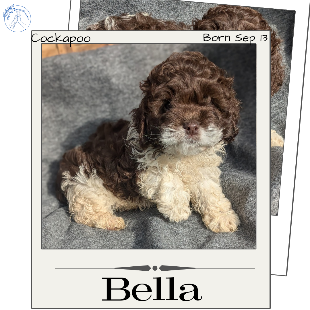 Cockapoo Temp COCKAPOO (09/13) FEMALE – My Pup Runneth Over