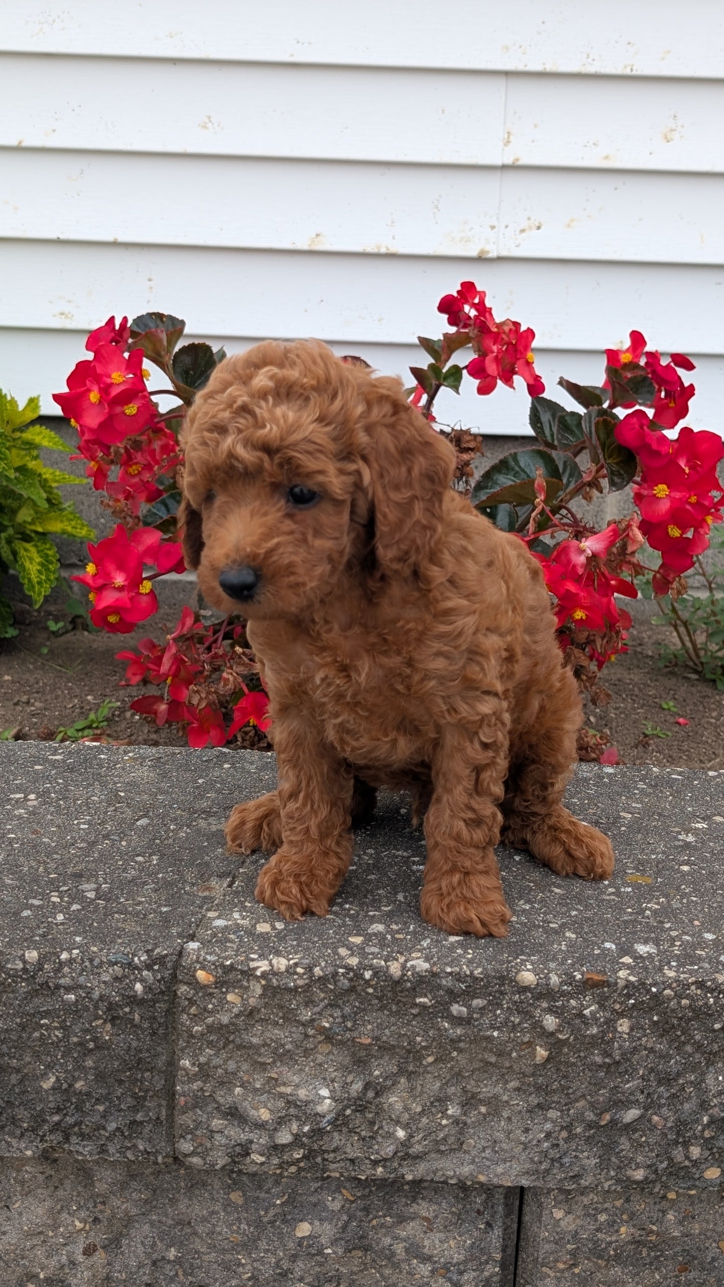 TOY POODLE (07/04) MALE