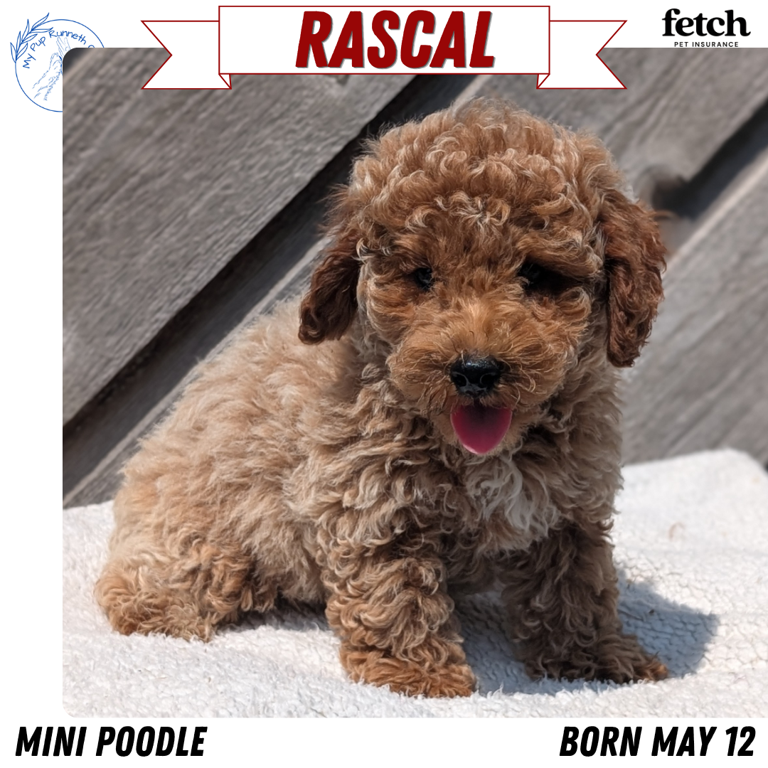 MINI POODLE (MAY 12) MALES