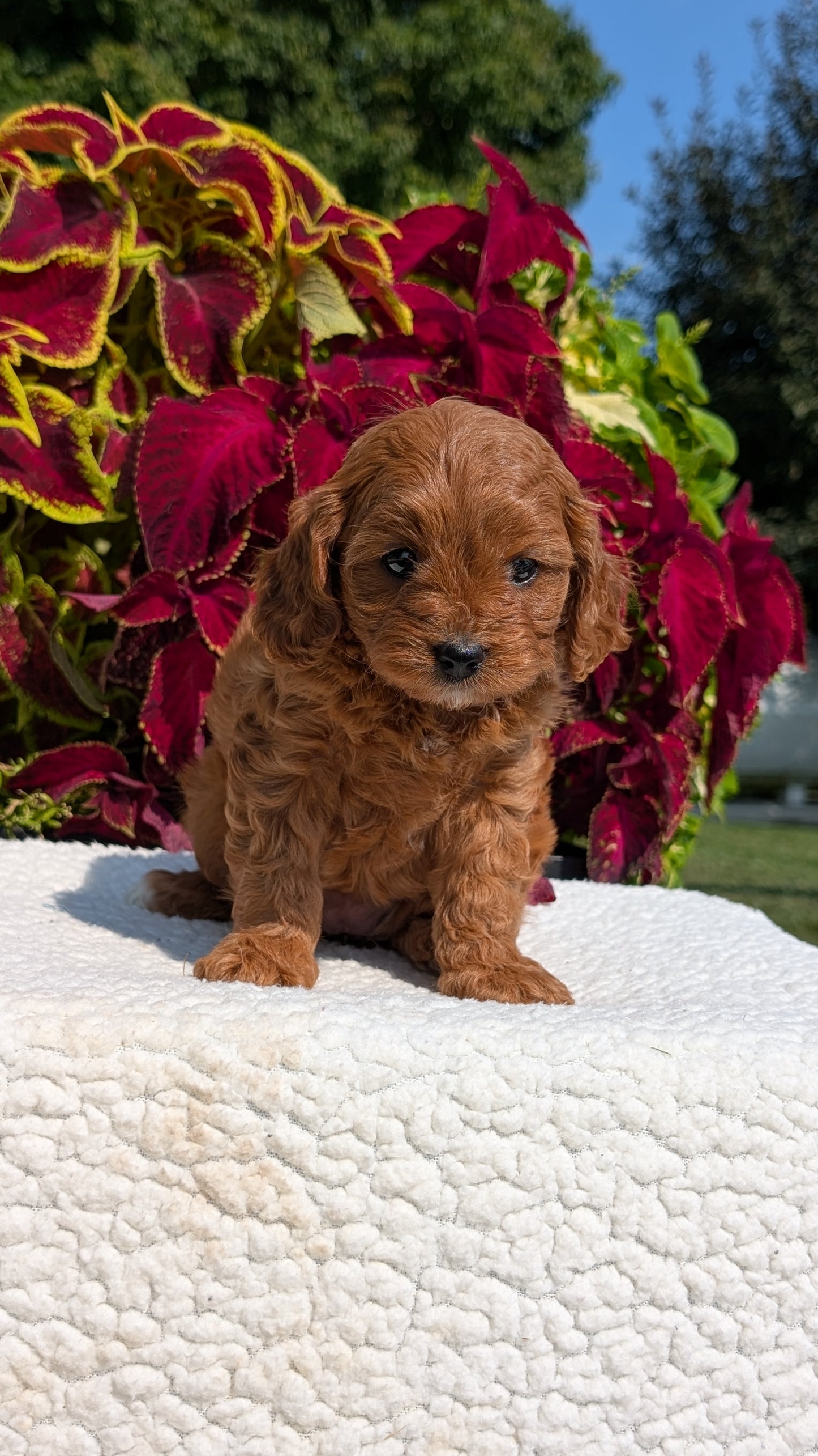 CAVAPOO (07/06) FEMALE