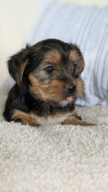 YORKSHIRE TERRIER (02/25) FEMALE