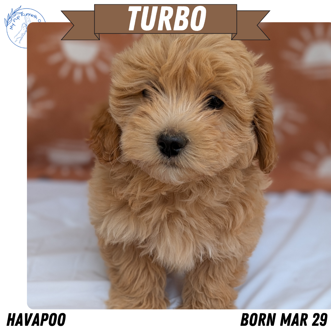 HAVAPOO (MAR 29) MALES