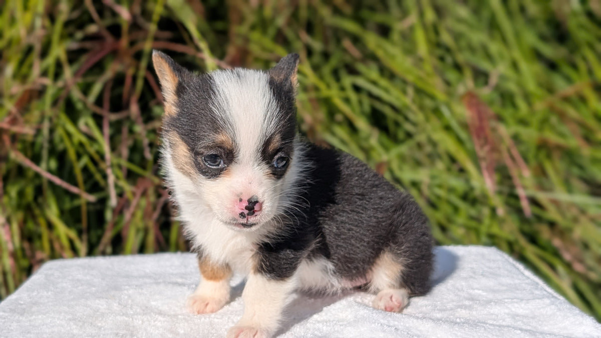 CORGI (AUG 17) 1 FEMALE