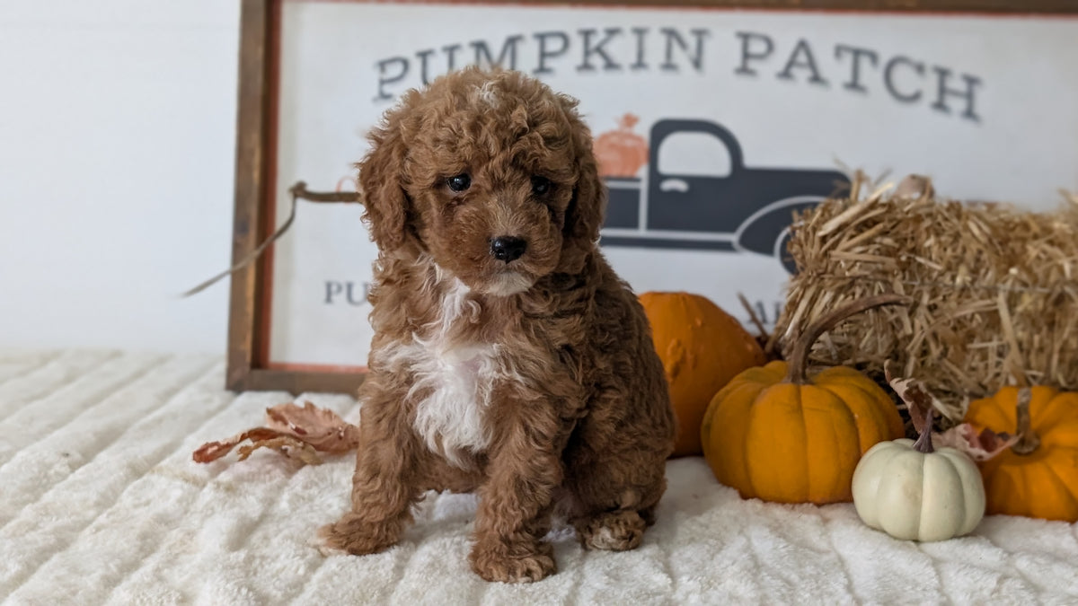 MINI GOLDENDOODLE (AUG 13) 6 MALES/3 FEMALES