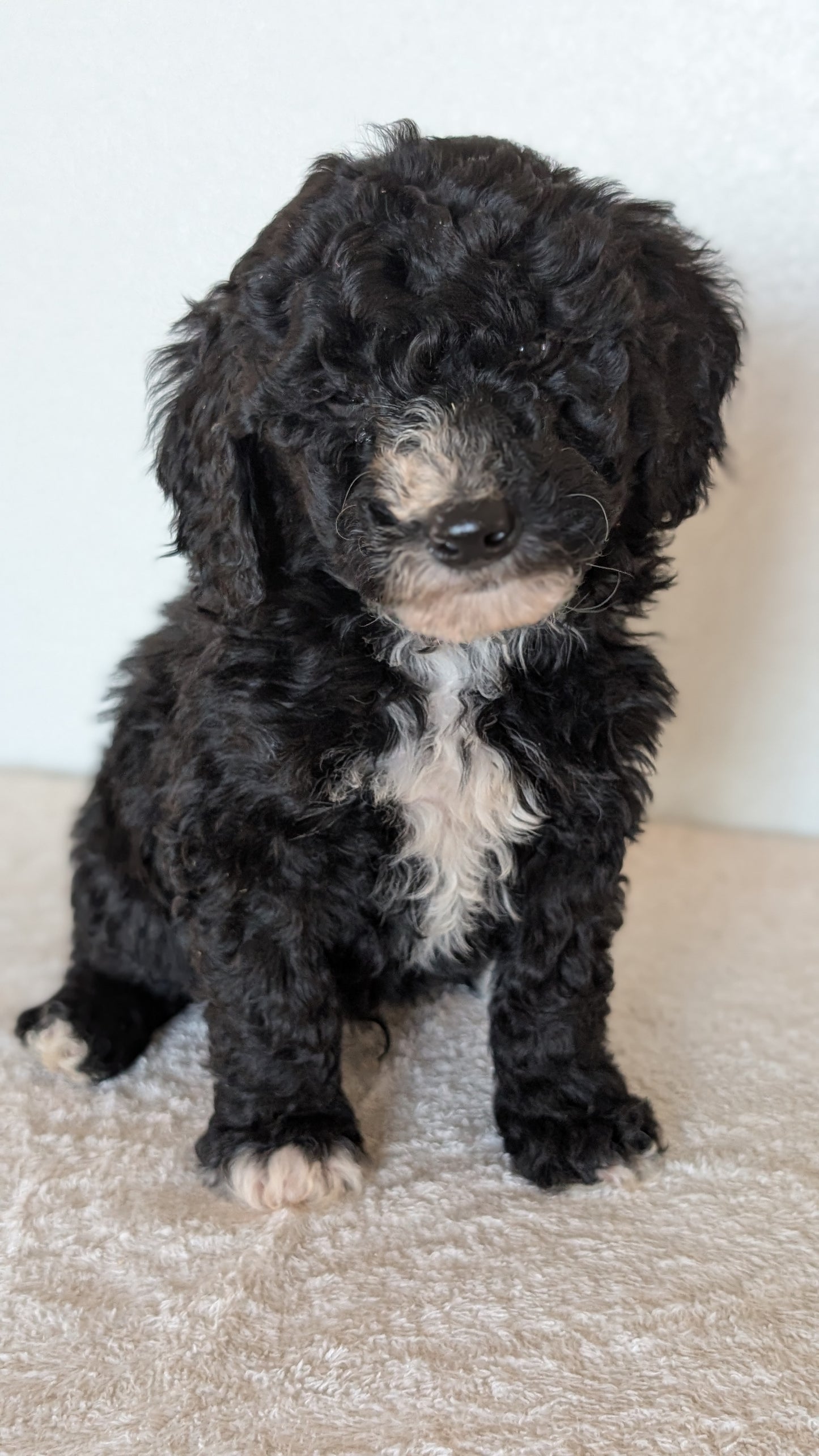 MINI BERNEDOODLE (OCT 15) MALES