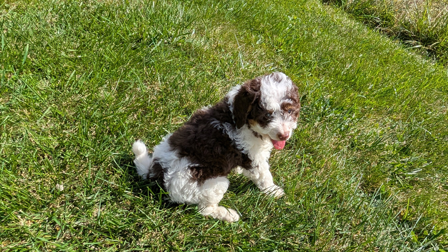MINI BERNEDOODLE (08/06) MALE