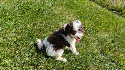 MINI BERNEDOODLE (08/06) MALE