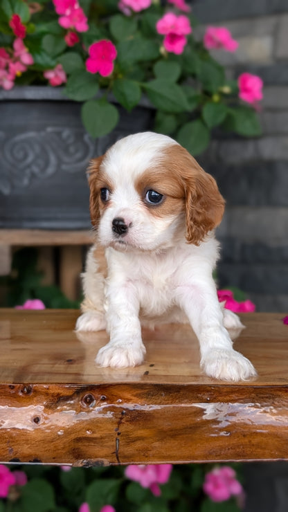 CAVALIER (JUL 18) 3 FEMALES/2 MALES