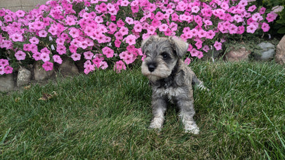 MINI SCHNAUZER (07/26) FEMALE